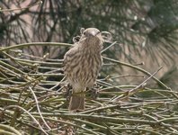 IMG_6576.jpeg