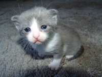 cat.jpg