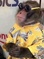 monkey shades.jpg