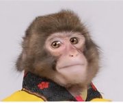 Monkey had enough right.jpg