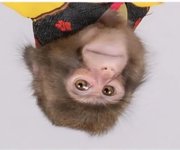 Monkey had enough right up.jpg