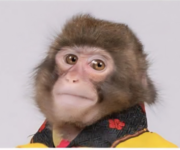 Monkey had enough.png Monkey had enough.png