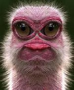 face.jpg