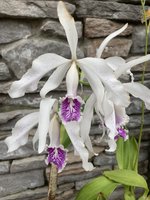 IMG_3567.jpeg