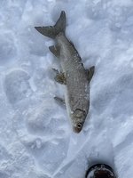 IMG_2018.jpeg