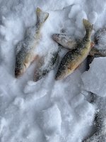 IMG_2017.jpeg
