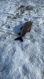 IMG_2494.jpeg