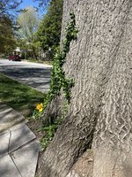 IMG_7785.jpeg