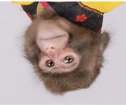 Monkey had enough up.jpg