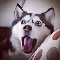 JazzyHusky
