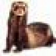 theferret