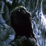 sorrowdragon