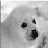Rabid Harp Seal