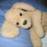 lostdog